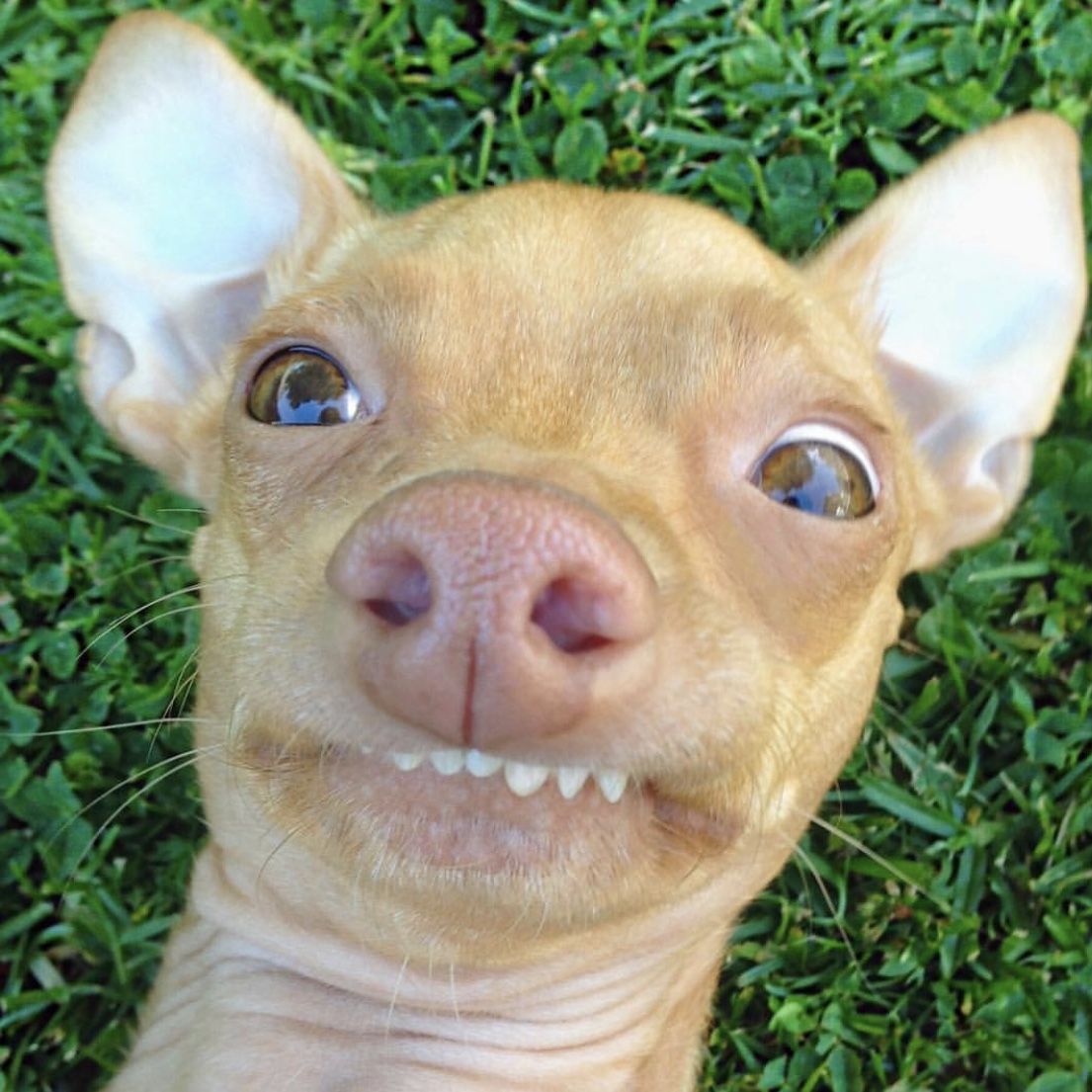 22 Animal Instagram Accounts You Have to Follow - Cute Animal Photos