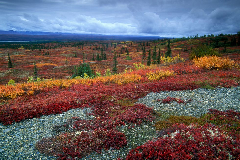 tundra showing its autumn colors