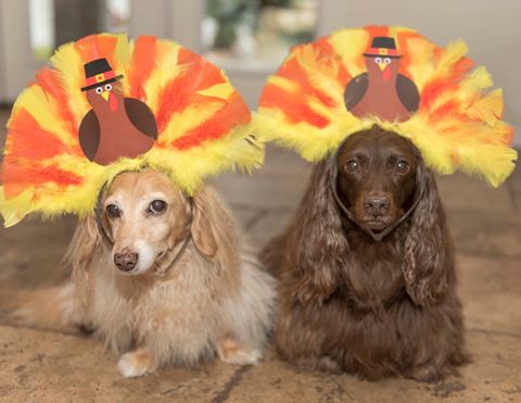 thanksgiving activities pet costume