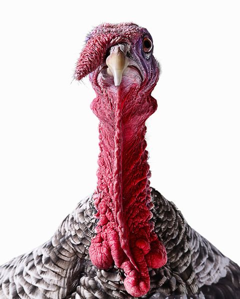 turkey face and neck, close up