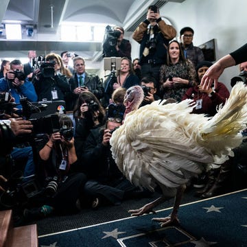 Thanksgiving Turkey Pardon Facts Thanksgiving History — Turkey Pardon Facts