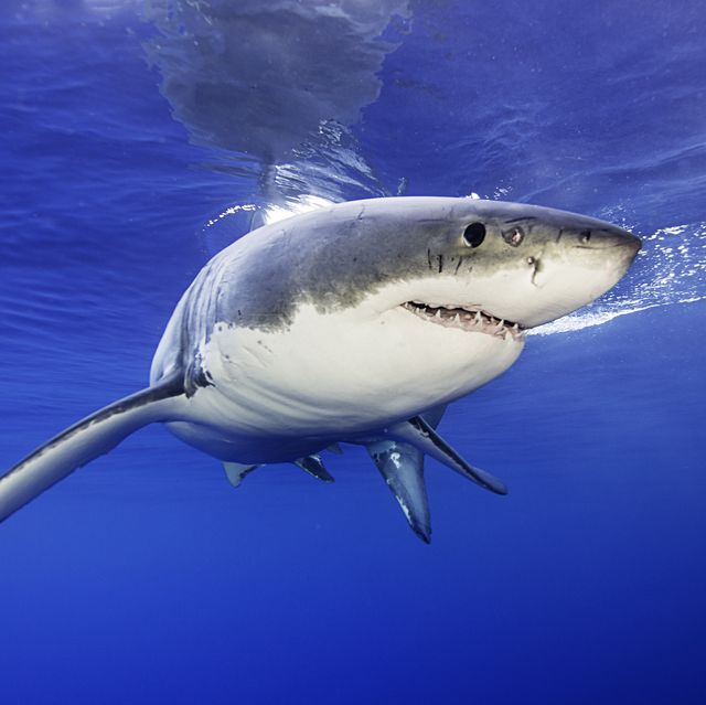shark attacks north carolina 2019