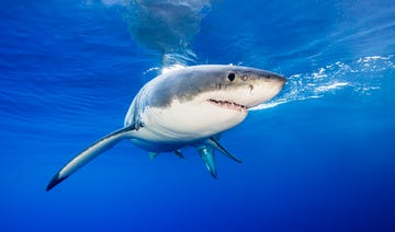 shark attacks north carolina 2019