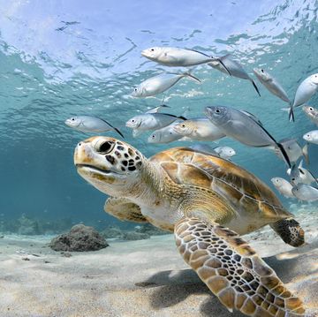 turtle closeup with school of fish