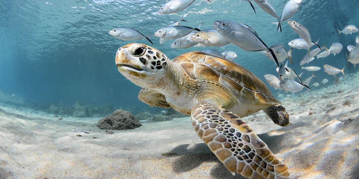 turtle closeup with school of fish