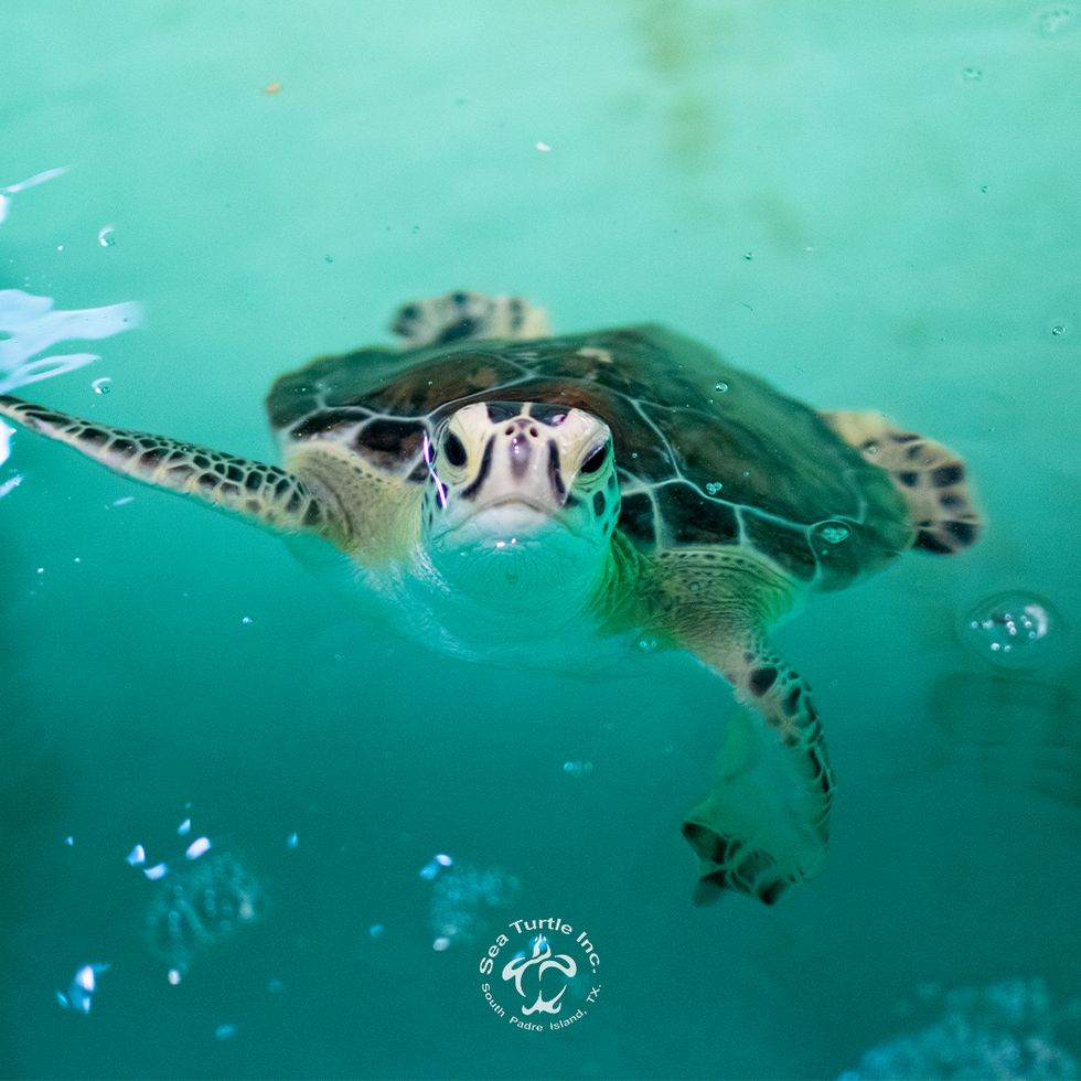 a rescued sea turtle swimming in the water