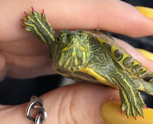 I need a fingernail trim | Male Yellow-bellied slider turtle… | Flickr