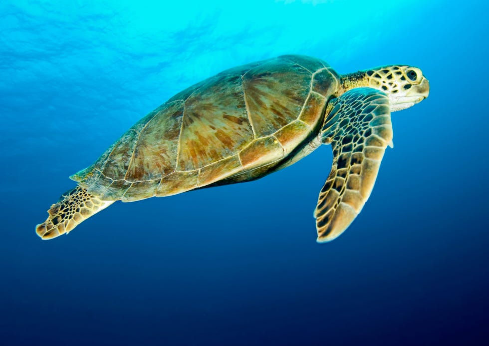 Turtle