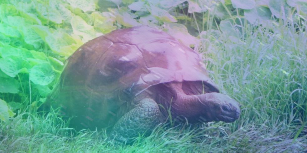 The World's Oldest Living Land Creature is a Gay Tortoise