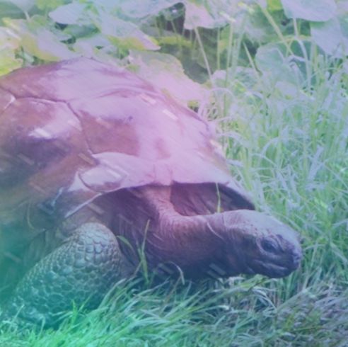 Tortoise, Vertebrate, Turtle, Galápagos tortoise, Grass, Chelonoidis, Gopher Tortoise, Reptile, Terrestrial animal, Common snapping turtle, 