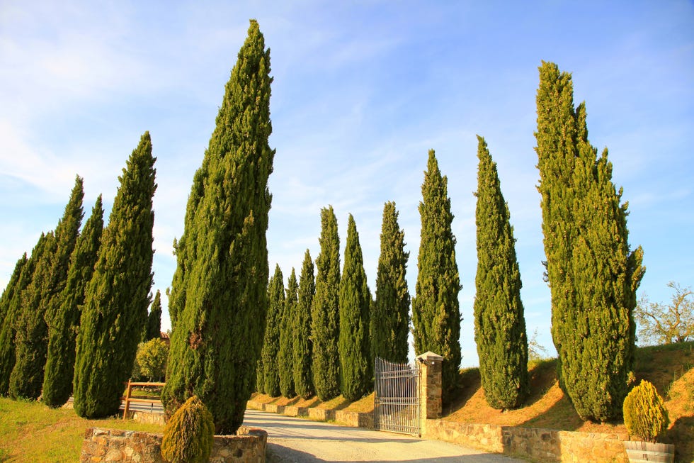 italian cypress tree