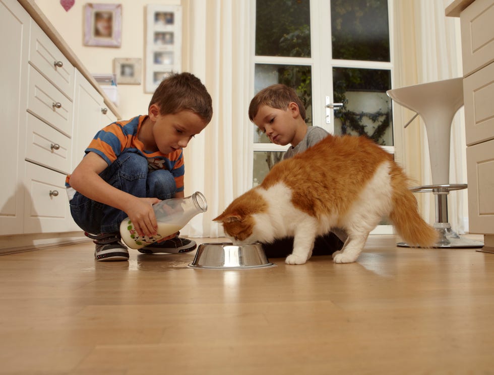 dos pequeños le ponen leche a su gato de una botella de cristal
