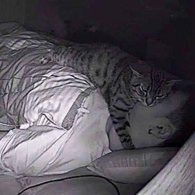 Twitter Cat Is Seen on Camera Sleeping on Top of Owner Making It Difficult to Breathe