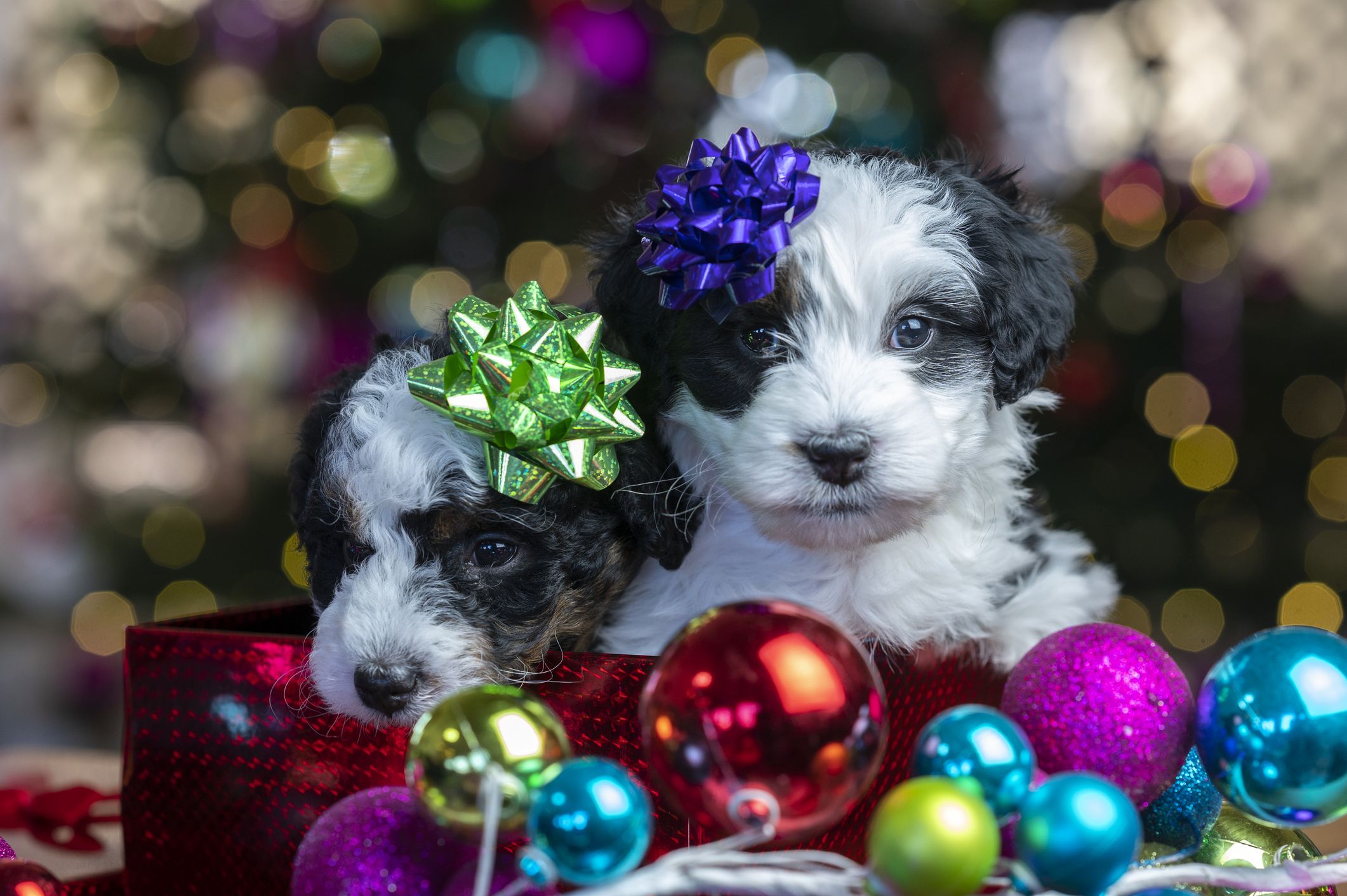 What to Gift Alongside That New Puppy for Christmas