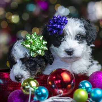 two adorable bernedoodle puppies in a holiday gift scene