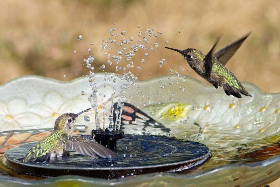 two anna's hummingbirds play in the water stream of a backyard birdbath fountain