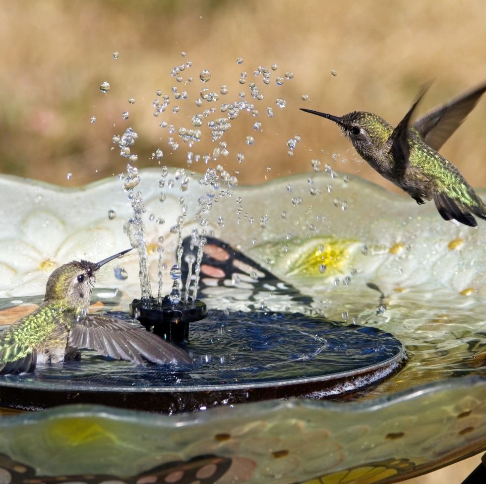 two anna's hummingbirds play in the water stream of a backyard birdbath fountain