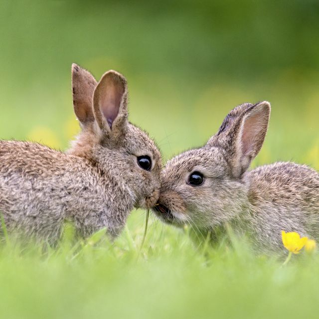 two baby wild rabbits kissing