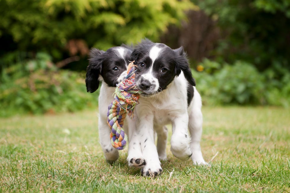 Two black and white puppies working as a team to carry rope