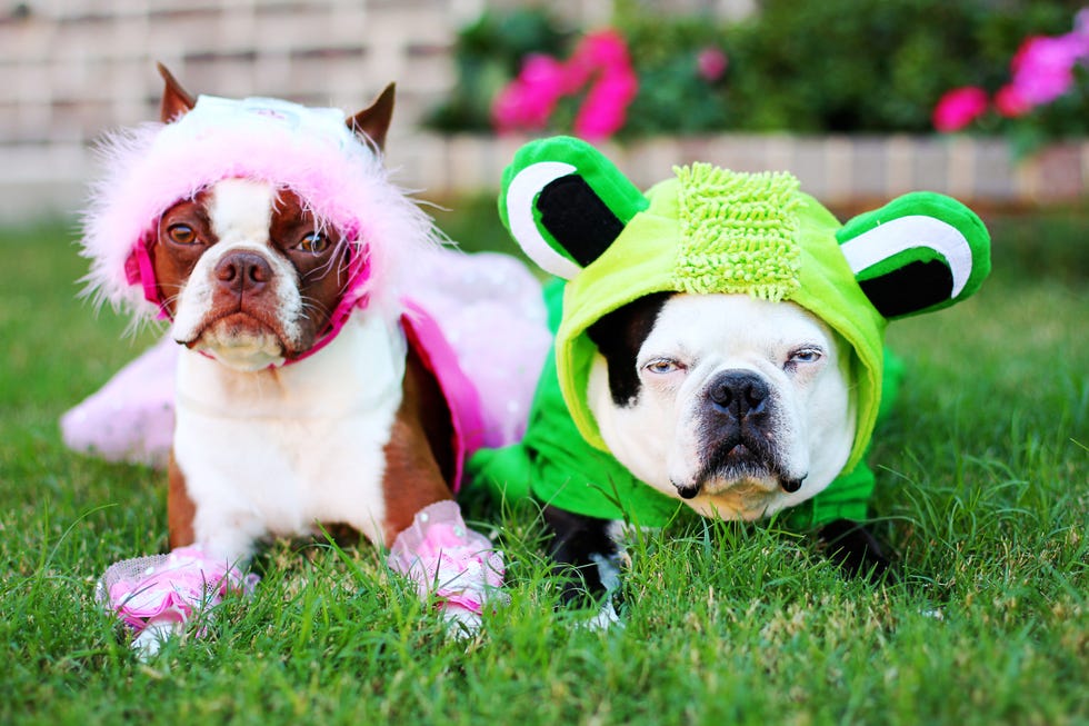 two boston terriers in halloween costumes