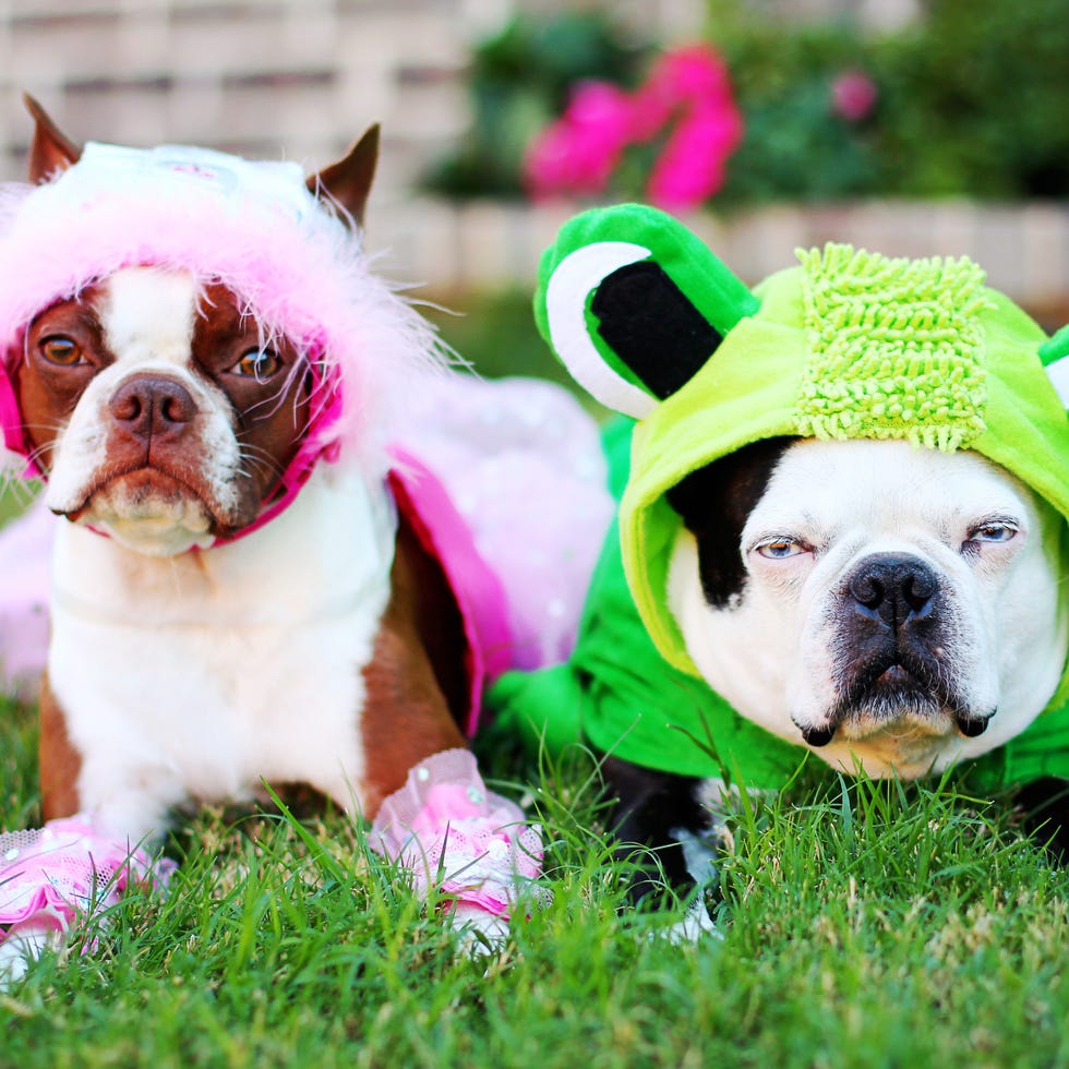 Two boston terriers in Halloween costumes two boston terriers in halloween costumes
