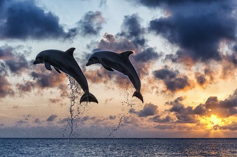 two bottlenosed dolphins jumping at sunset