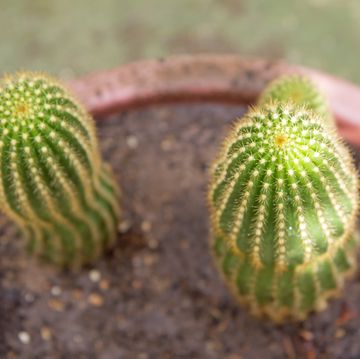 Two cactus