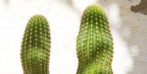 Two cactus with penis shape