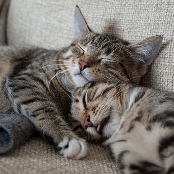two cats hugging on couch