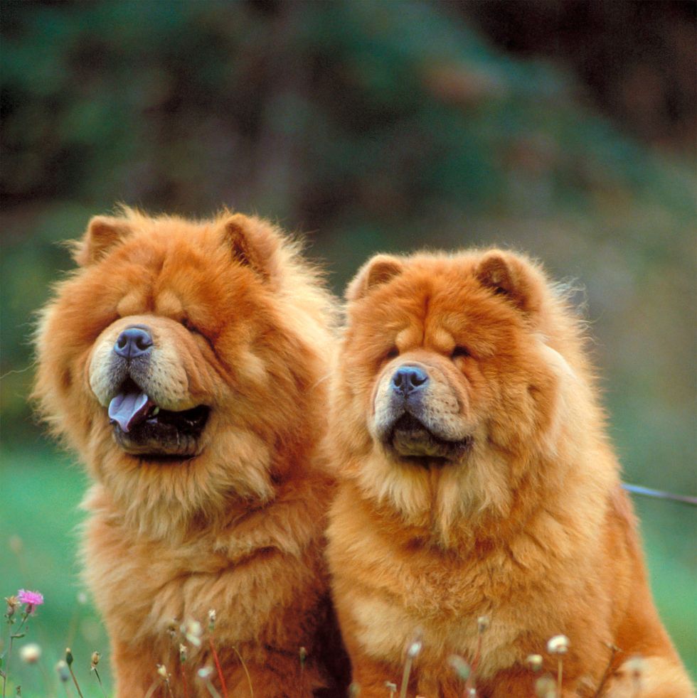 chow chow dogs sitting on a meadow