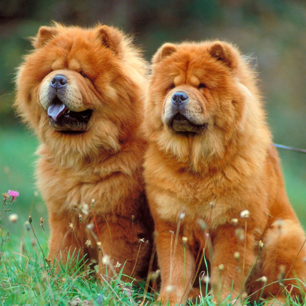 chow chow dogs sitting on a meadow