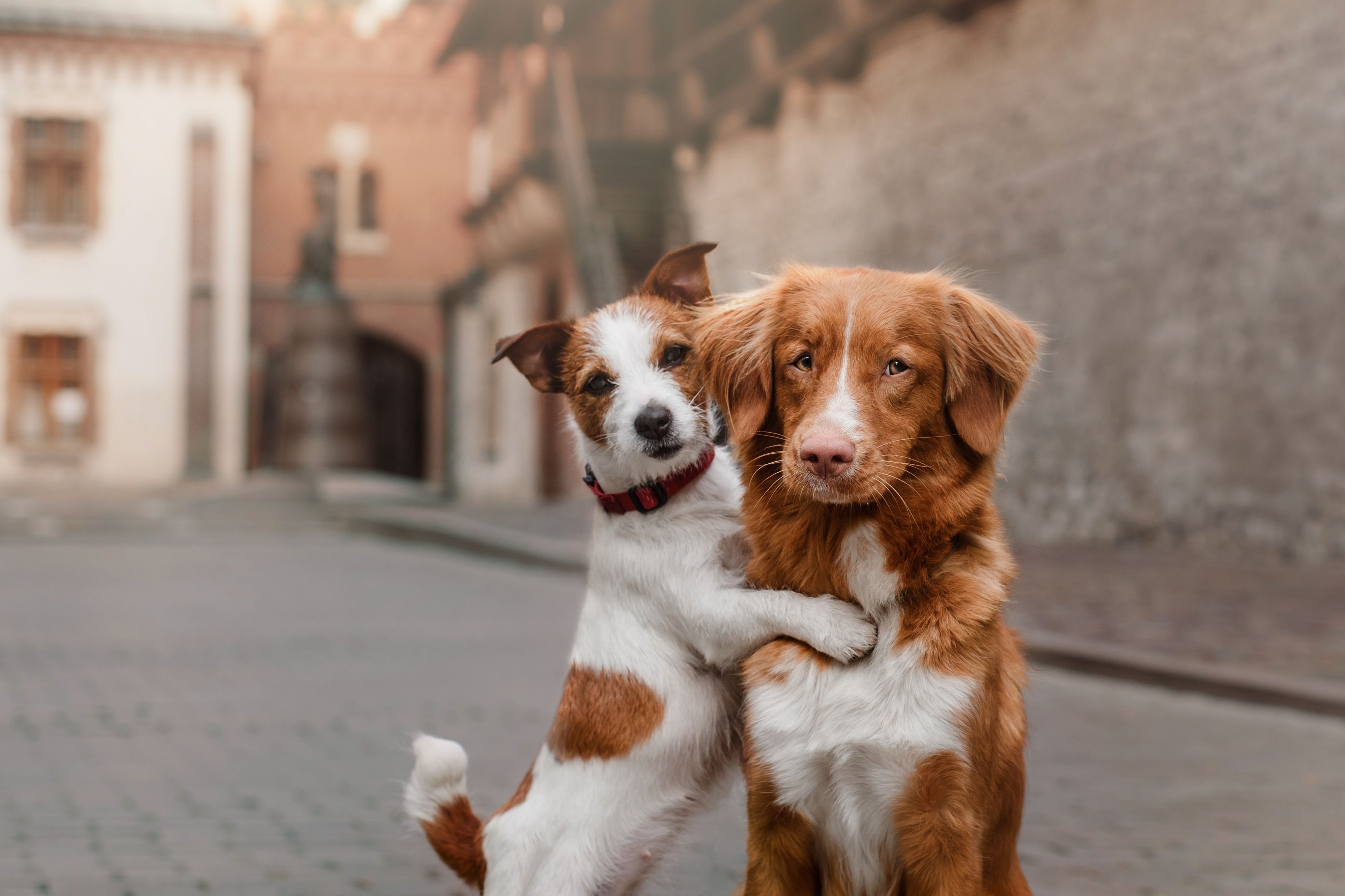 Dit is de mooiste hond van Nederland