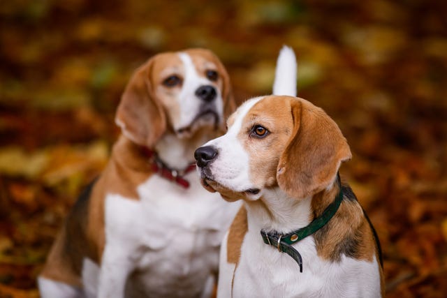 15 of The UK's Rarest Dog Breeds That Make Great Pets