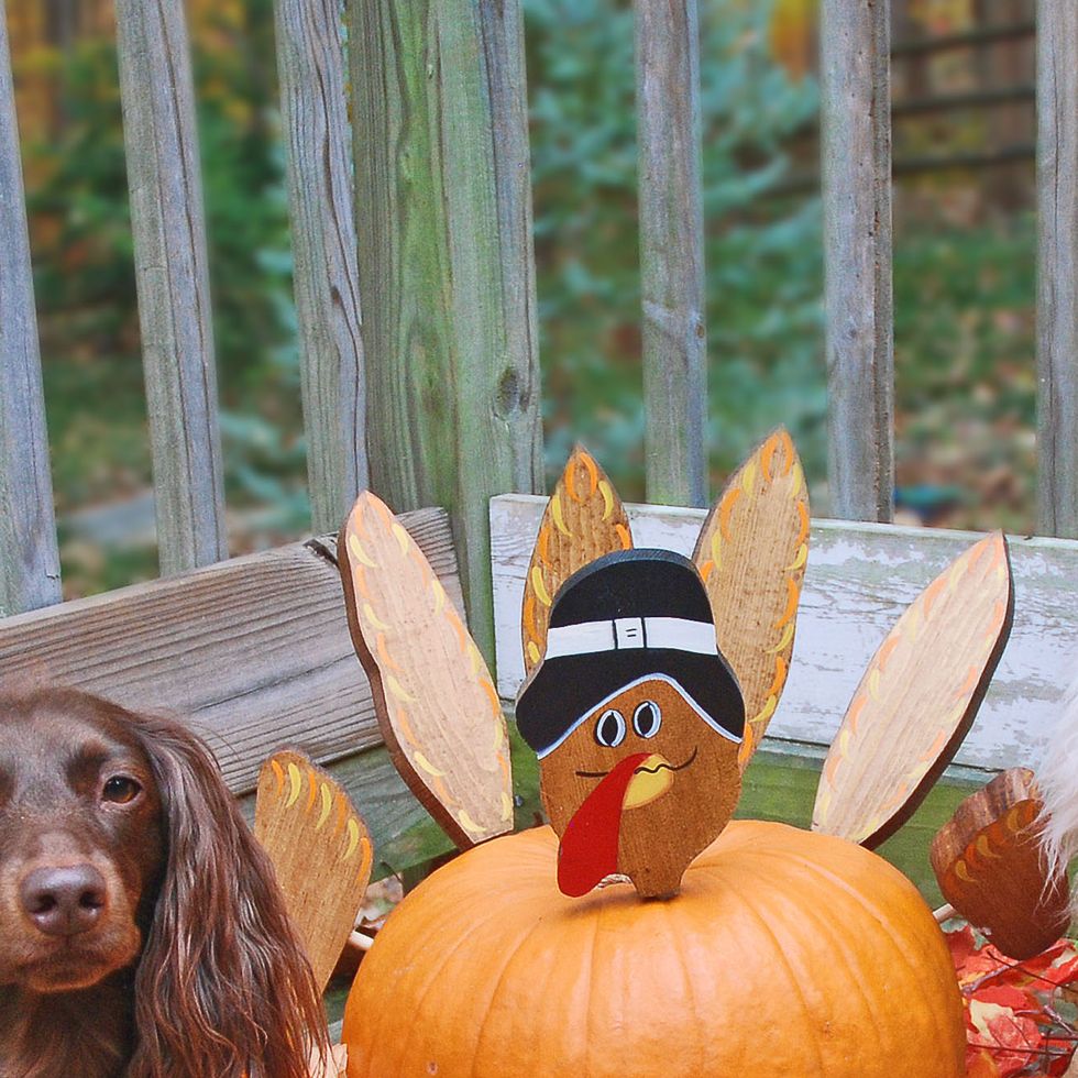 two dogs with turkey pumpkin