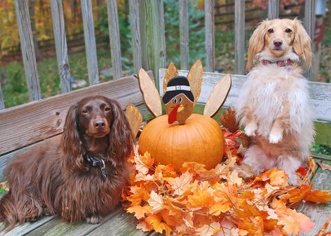 two dogs with turkey pumpkin