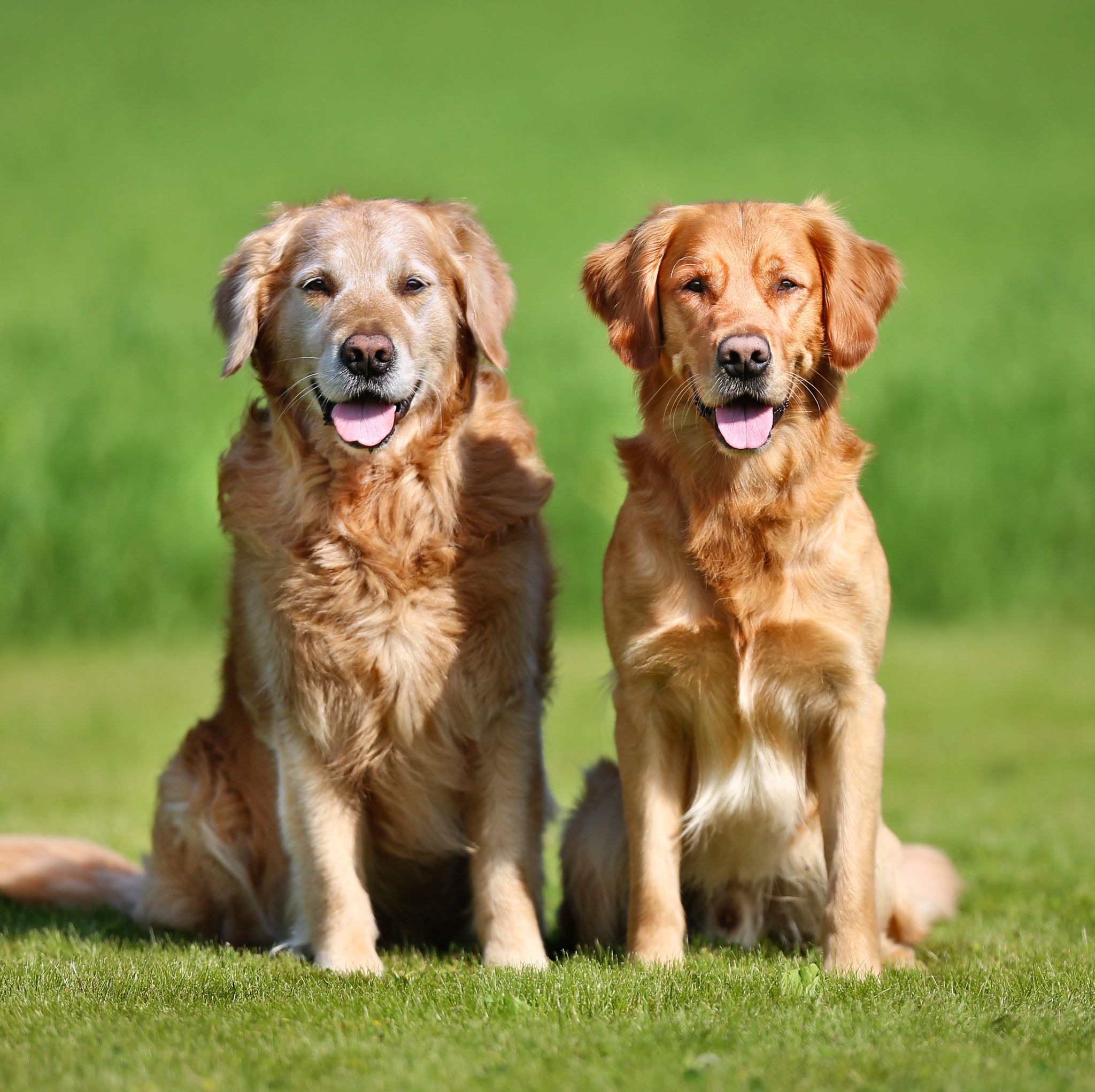Get Paid £32,000 To Look After 2 Golden Retrievers In Kensington