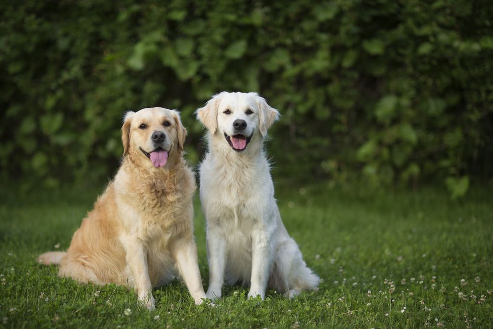 two golden retriever sitting very satisfied