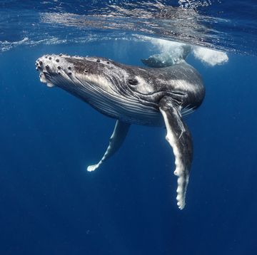 een walvis bij de kust van canada