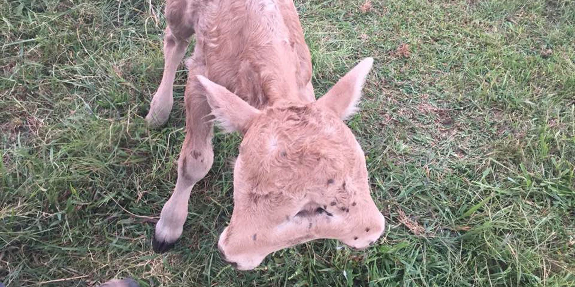 This Is the Story of a Two-Headed Calf Named Lucky