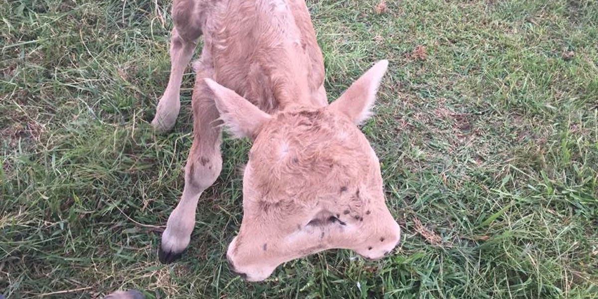 This Is The Story Of A Two-Headed Calf Named Lucky