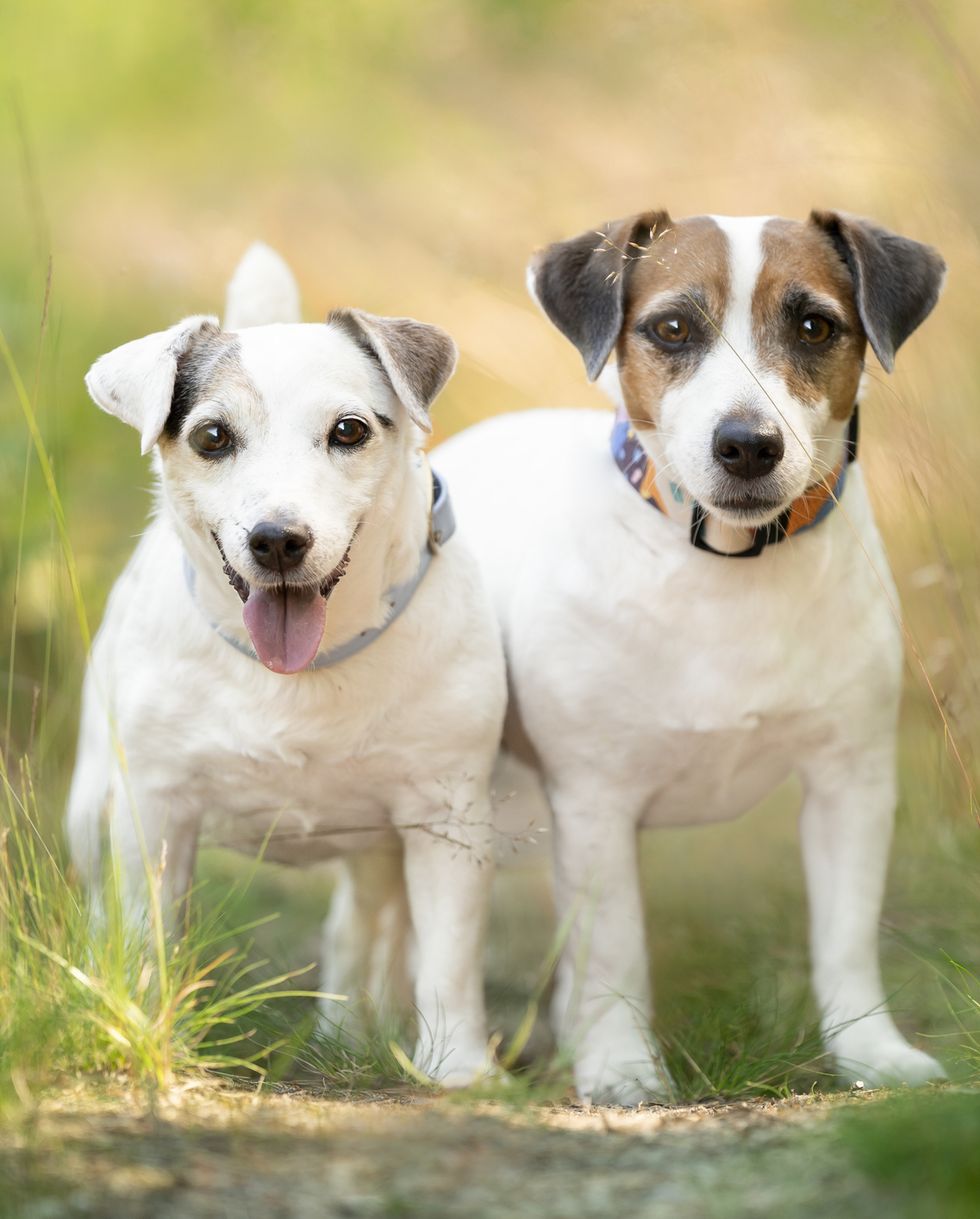 two jack russell terriers are standing on a path well trodden in the grass outdoor photo