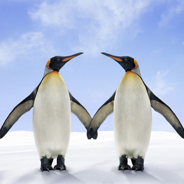 Two penguin soulmates