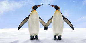 Two penguin soulmates