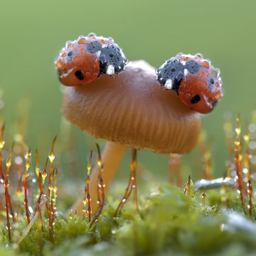 ladybug meaning two ladybugs on a mushroom