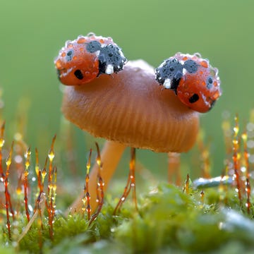 ladybug meaning two ladybugs on a mushroom