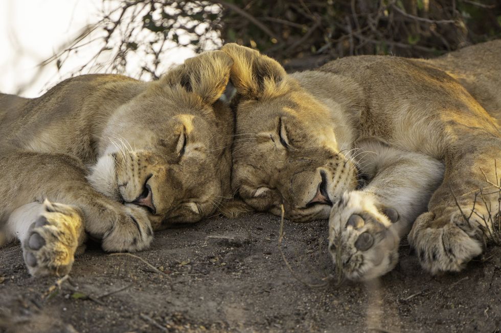 two lions sleep with heads touching