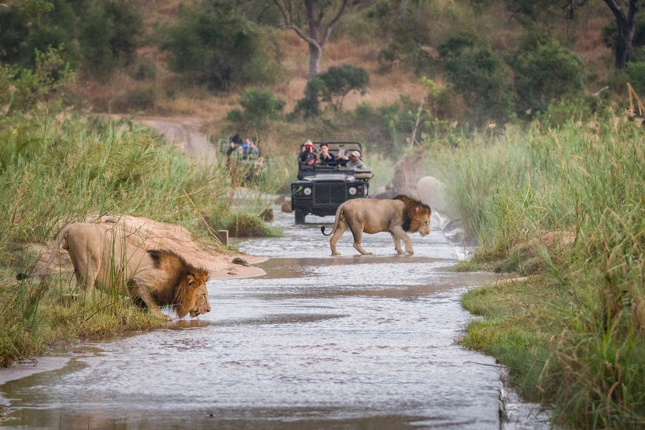 Two male lions, Panthera leo, walk across a shallow river, one crouching drinking water, two game vehicles in backgrounf carrying people