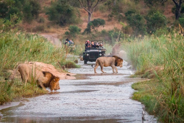 Lions in Travel