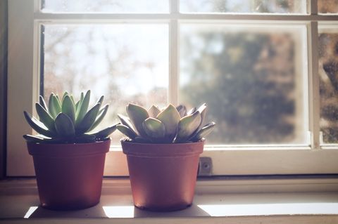 two potted succulent plants on a sunny windowsill