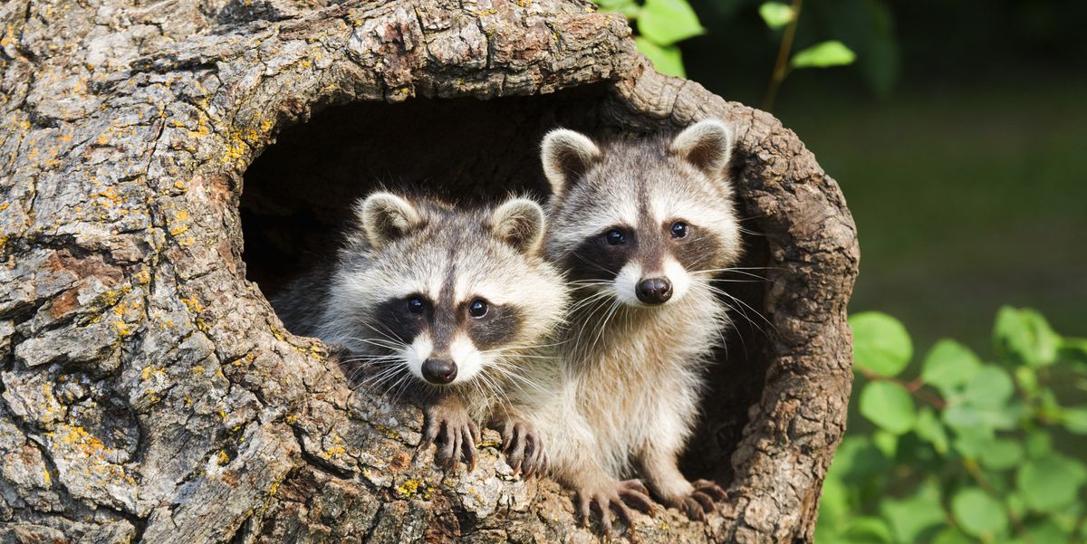 Why are there wild raccoons in the Netherlands?